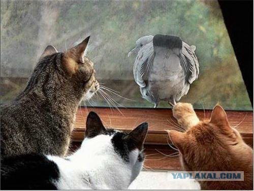 Профессиональный котовторник