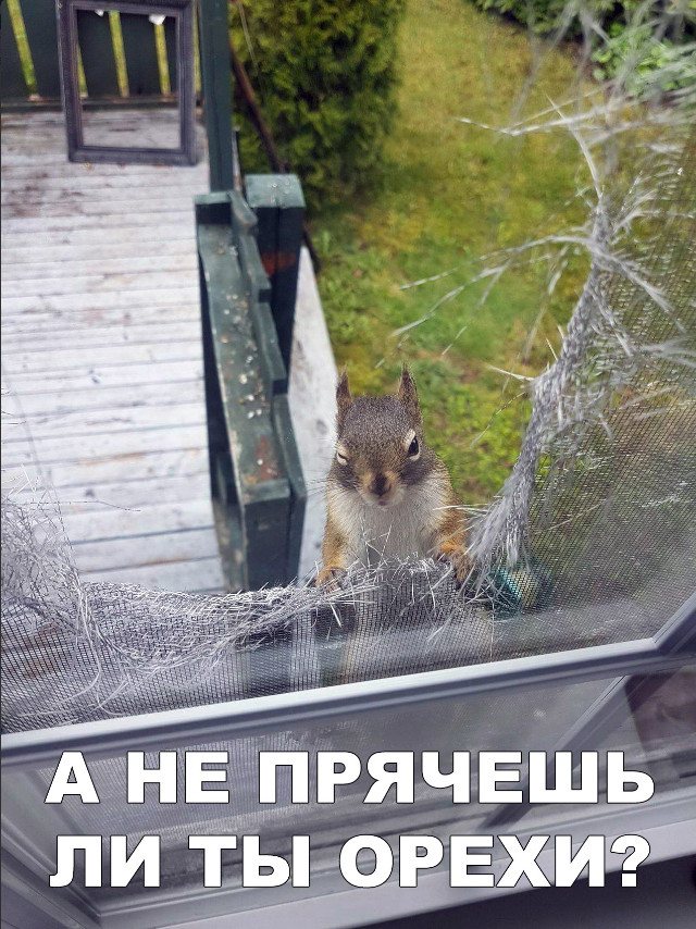 Нестандартный юмор