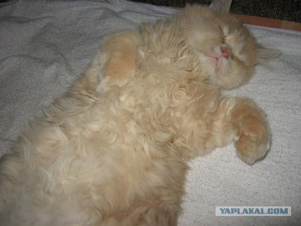 Котовторник 27.12.11