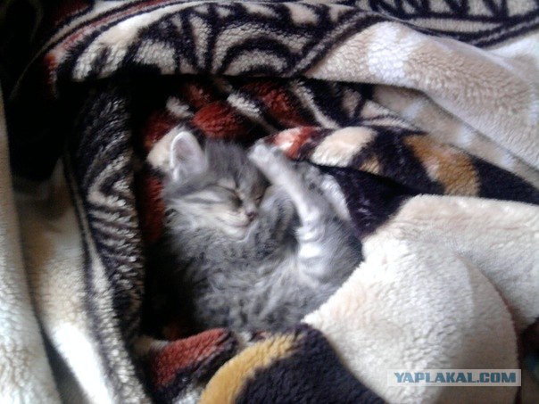Котовторник (14.02.2012)