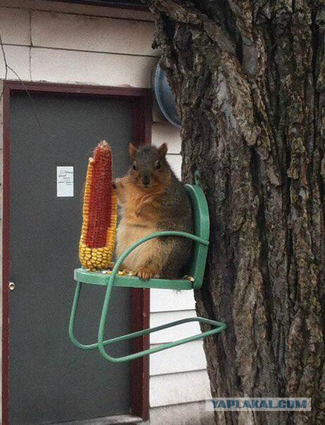 Новогодние приколы