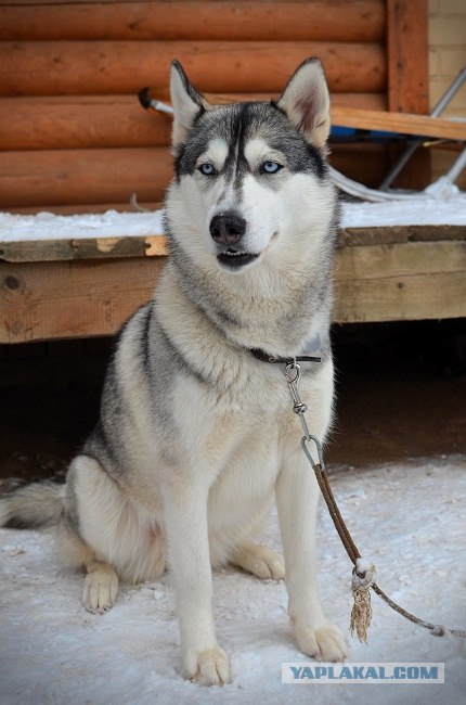 2 года Собаке-терминатору