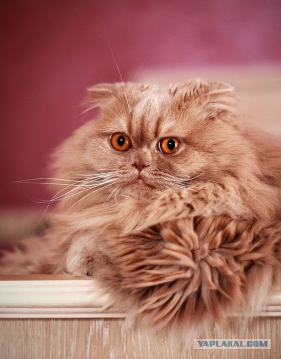 Котовторник 10. 07. 2012