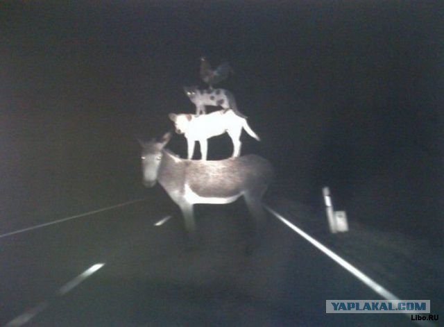 Мезальянс