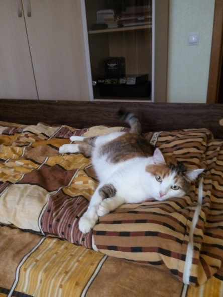 С Днём кошки!