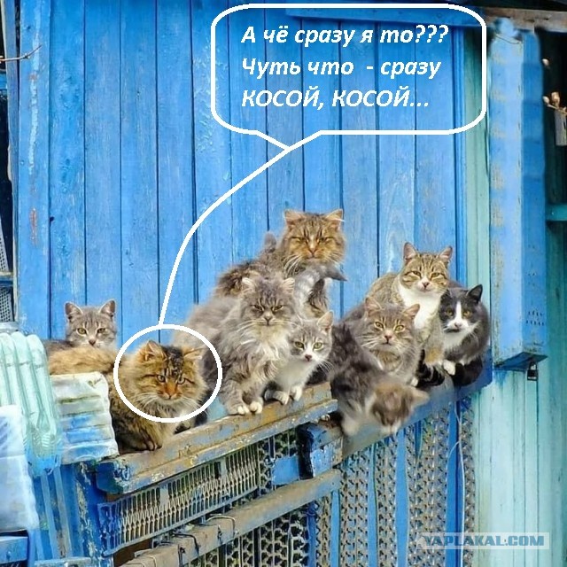 Фото высочайшей четкости