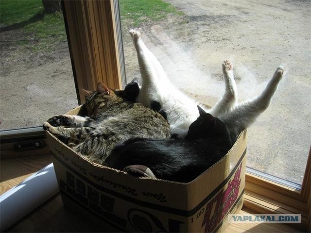 Котовторник. Тара - наше всё!