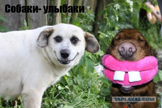 Фотожаба: Собака-улыбака