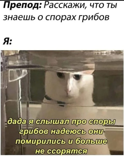 Галюциногенные коты в коллажах Мэтта Маккарти