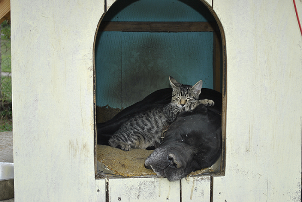 Коты в США