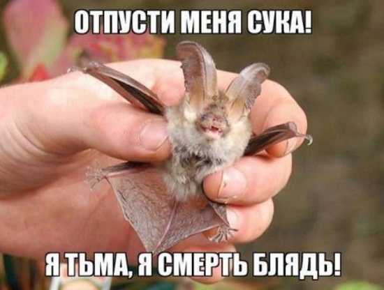 Картинки и мемы для настроения 31.08.2021