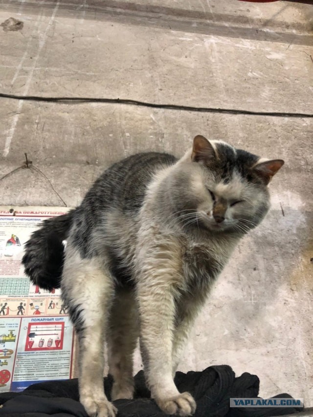 Коты пролетарии
