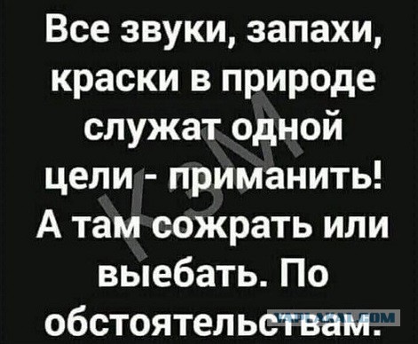 - Давайте я вам переведу