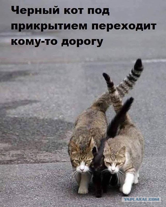 Говорят, не повезёт, если чёрный кот дорогу перейдёт.