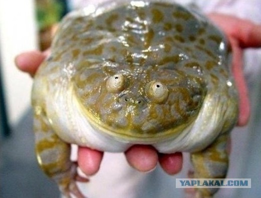 Как аферисты зарабатывают в Скайпе