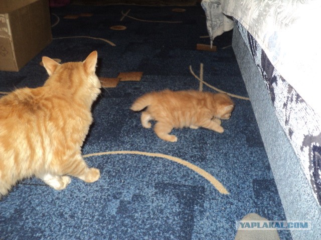 Котов вторник