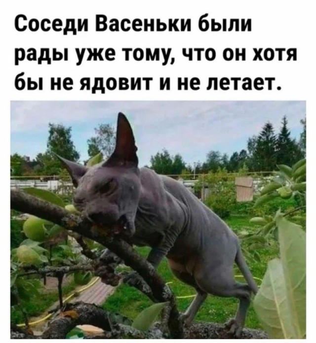 Подборка картинок-баянов с котиками и про котиков. Выпуск 29.
