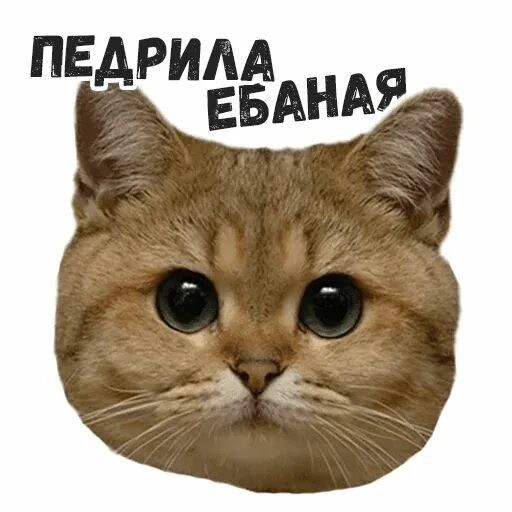 Наташ, ты с ума сошла?