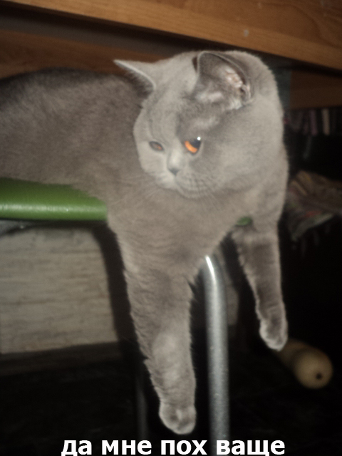 Котоподборка