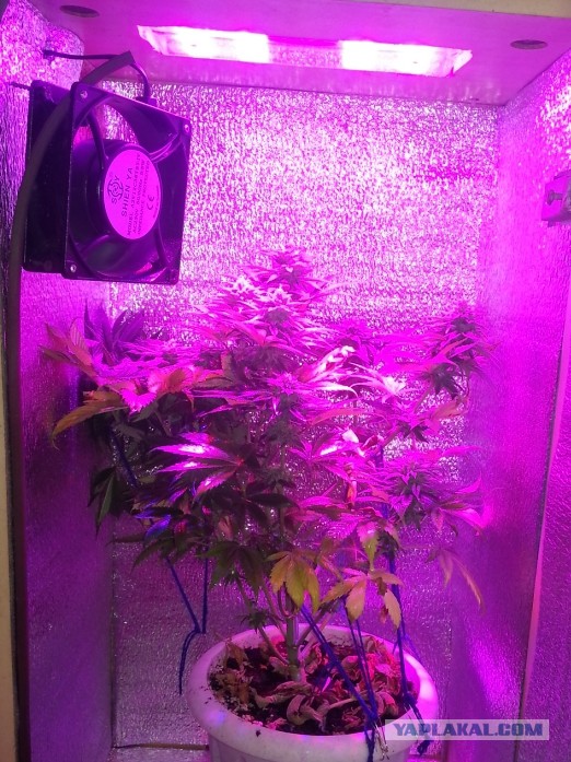 В магазин за травкой (Колорадо, Денвер, США)