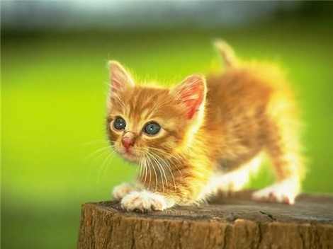 А раньше были котики...