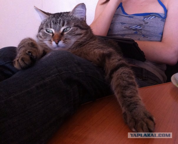 Котовторник 04.03.2014