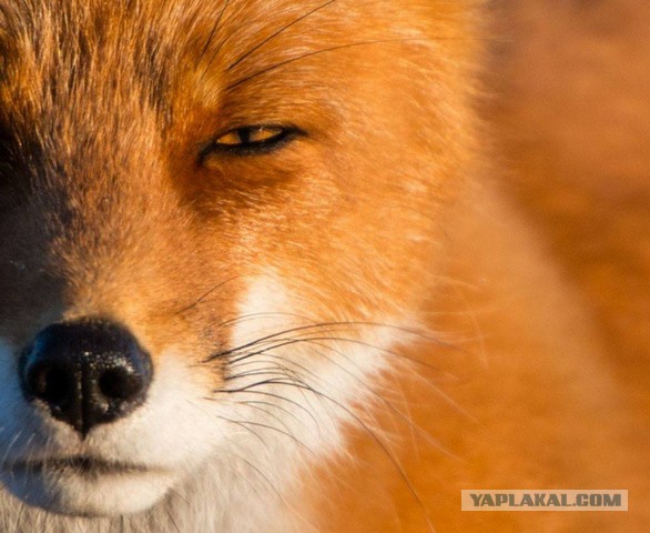 Требования к мужчине