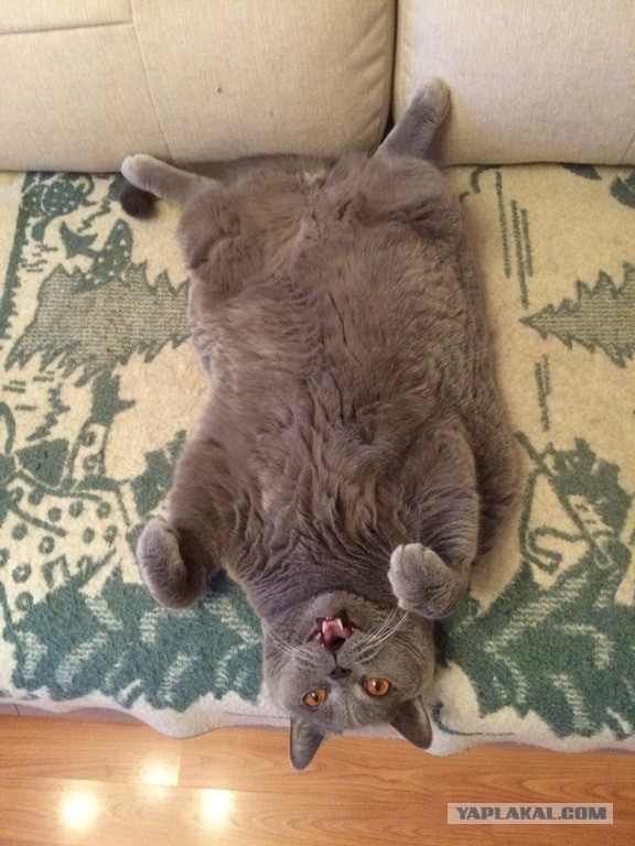 Котовторник