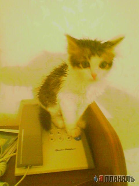 Коты, кошки, котята