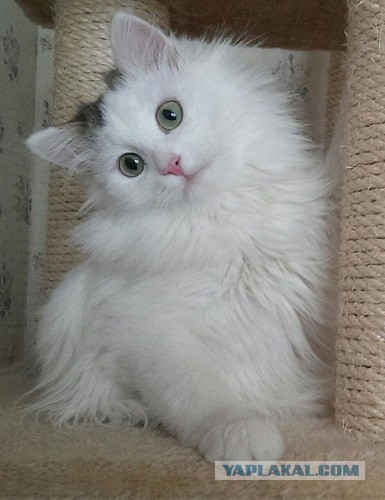 Те, которым мы помогли.
