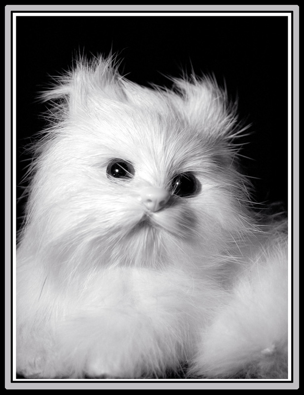 Коты, кошки, котята