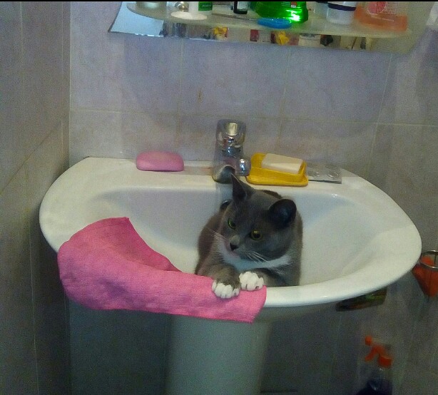 Котовторник 07.06.2016