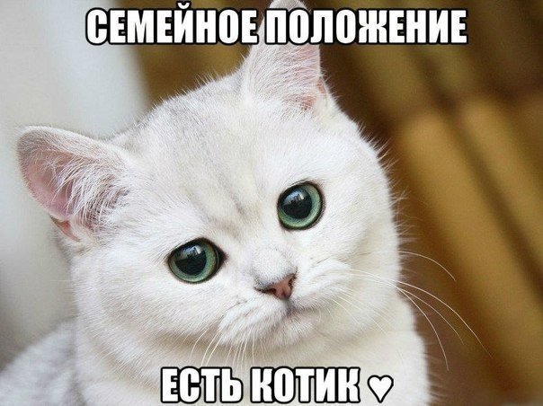 Прикольные животные