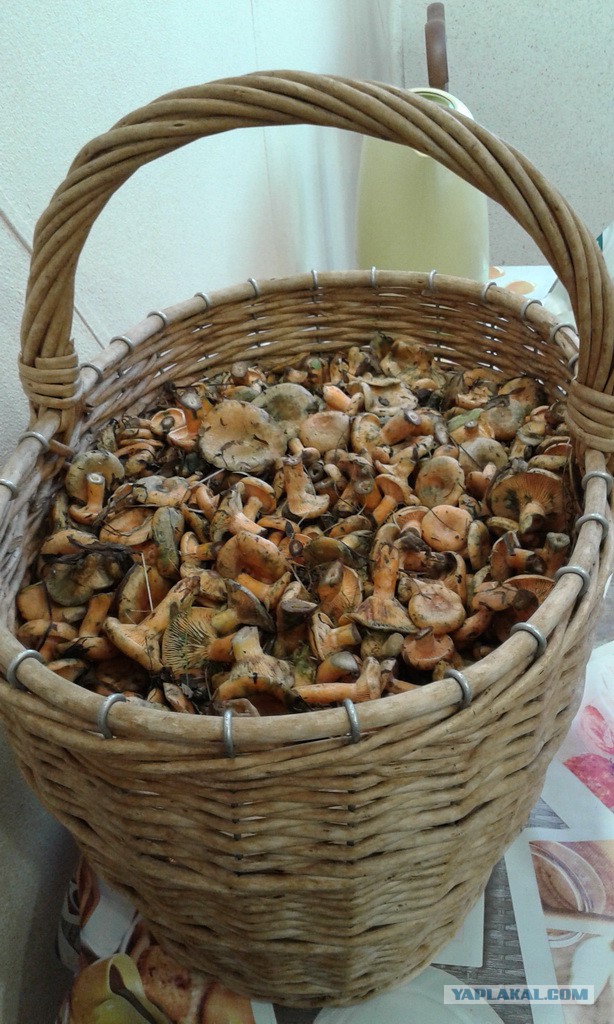 Вятские рыжики