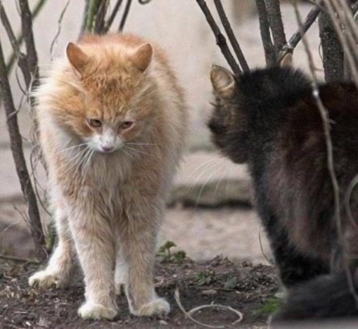 Если бы мы понимали кошек