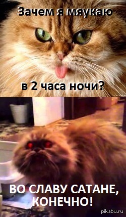 Обязанности кота в доме