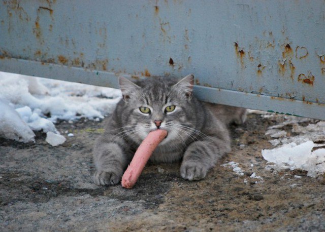 Коты и Кошки