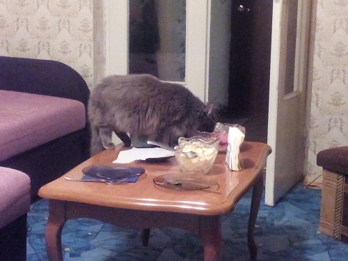 Котовторник 18.04.2017