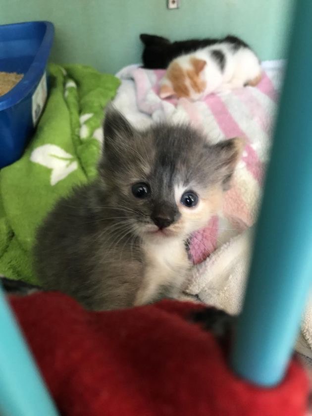 Коты и Кошки