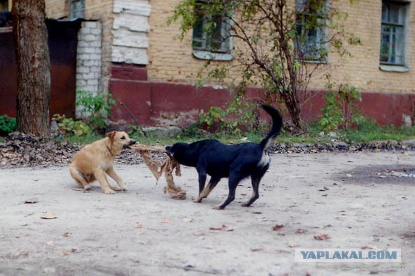 Картинки из личных запасов 2