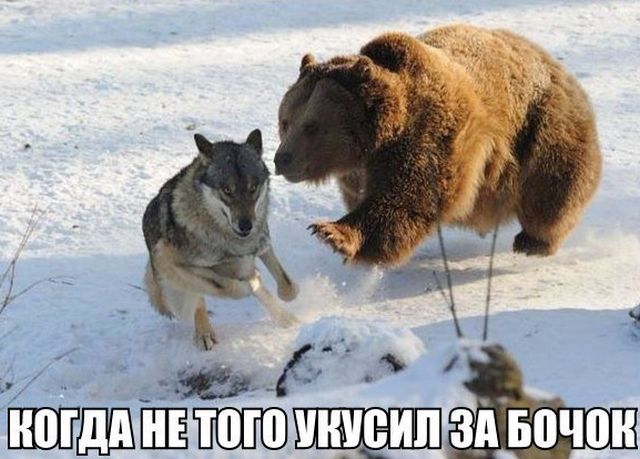 Подборка забавных животных
