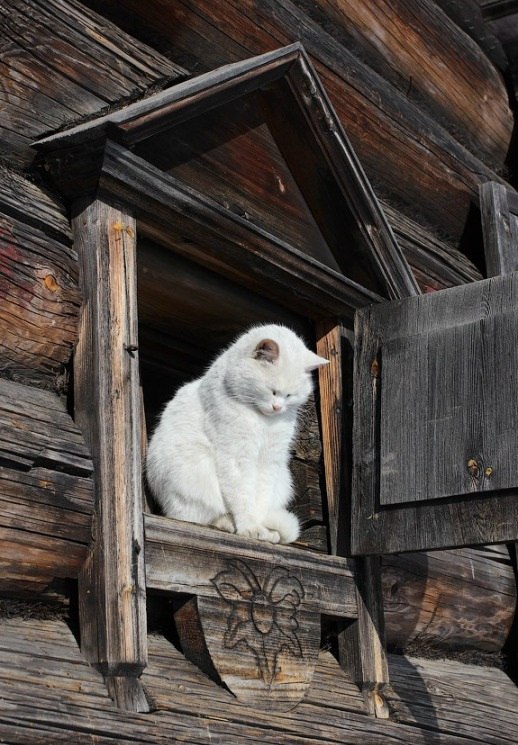 Коты и Кошки