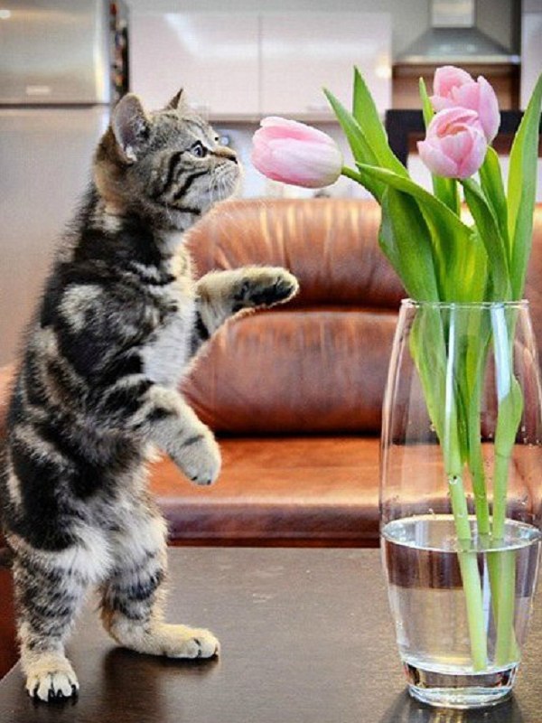 Фотобомбы котов