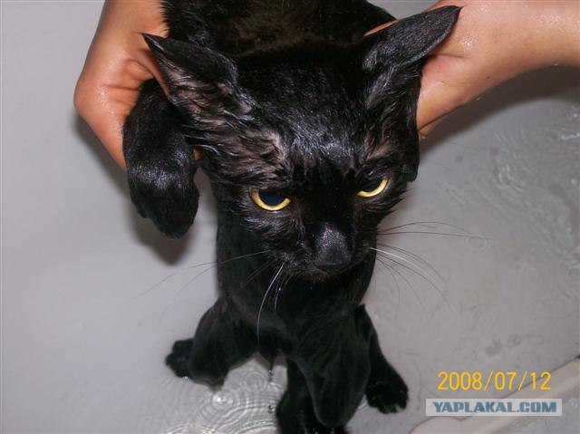Котовторник  на  ЯПлакалъ