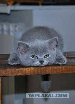 Котовторник?