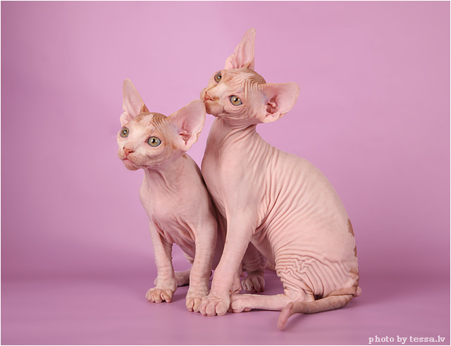 Котовторник, 19 октября