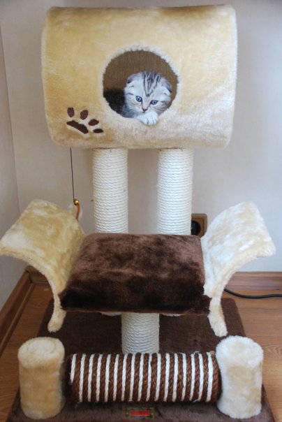 Котовторник 25.01.2011