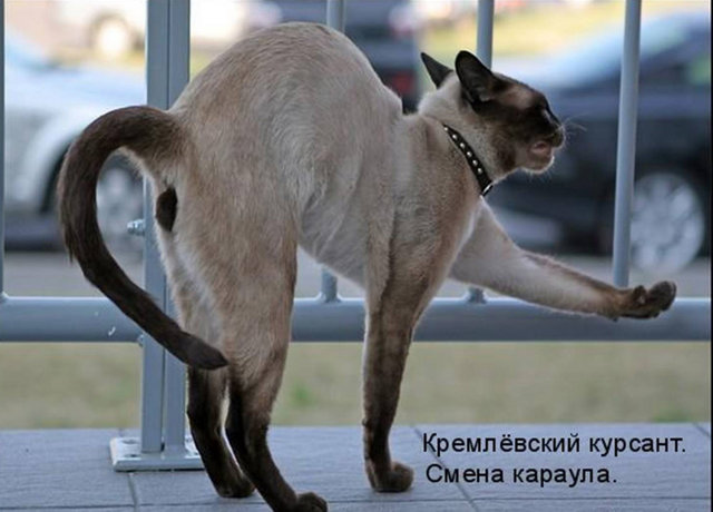 Котовторник 15.02.2011