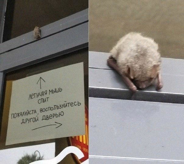 Картинки понедельника