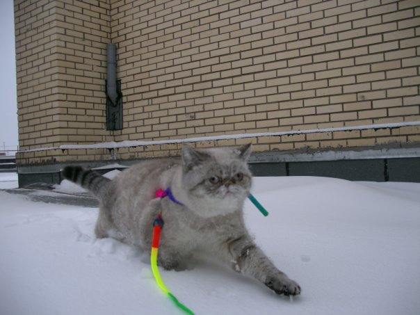 Котовторник так котовторник!